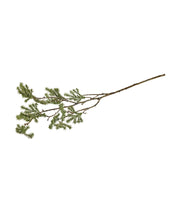 Silkeblomst, Kryptomeria, 60 cm