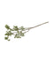 Silkeblomst, Kryptomeria, 60 cm