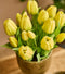 Gule Tulipaner, Bundt/5 stk. 32 cm